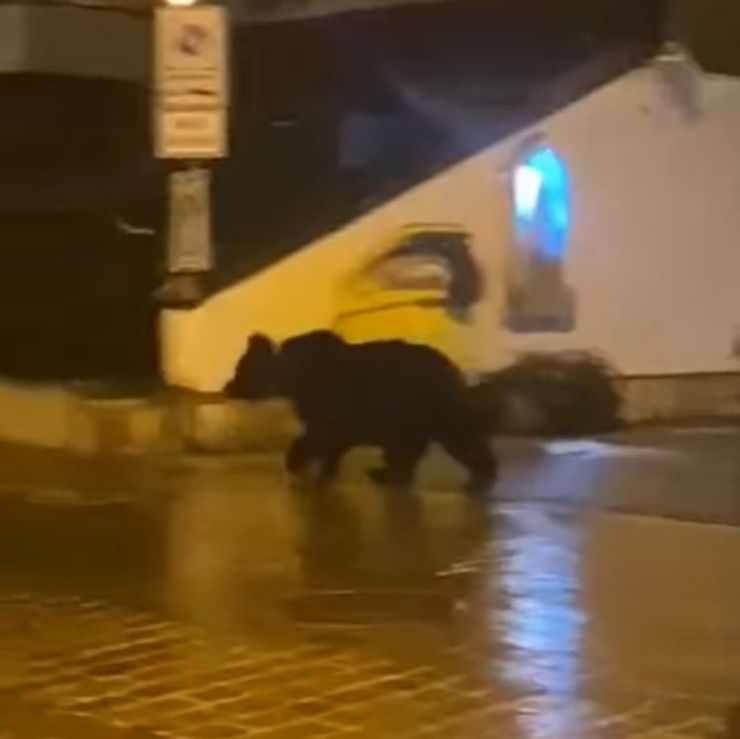 orso passeggia per Roccaraso