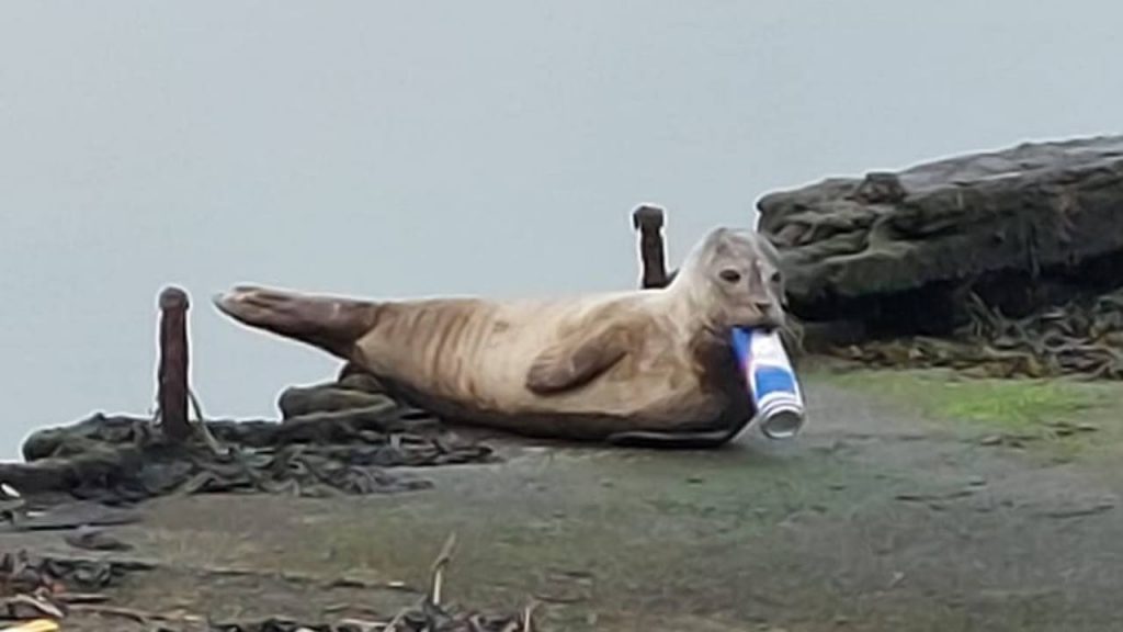 foca lattina incastrata