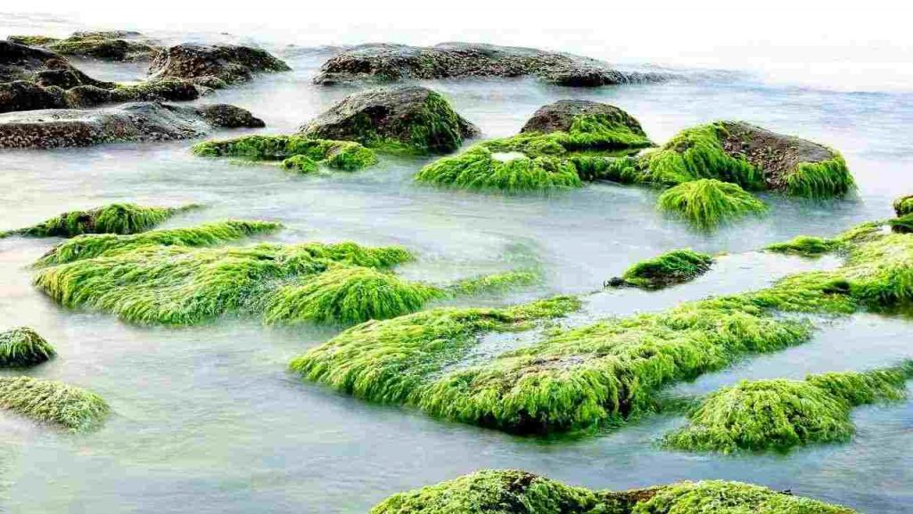 Alga assassina cresce senza controllo