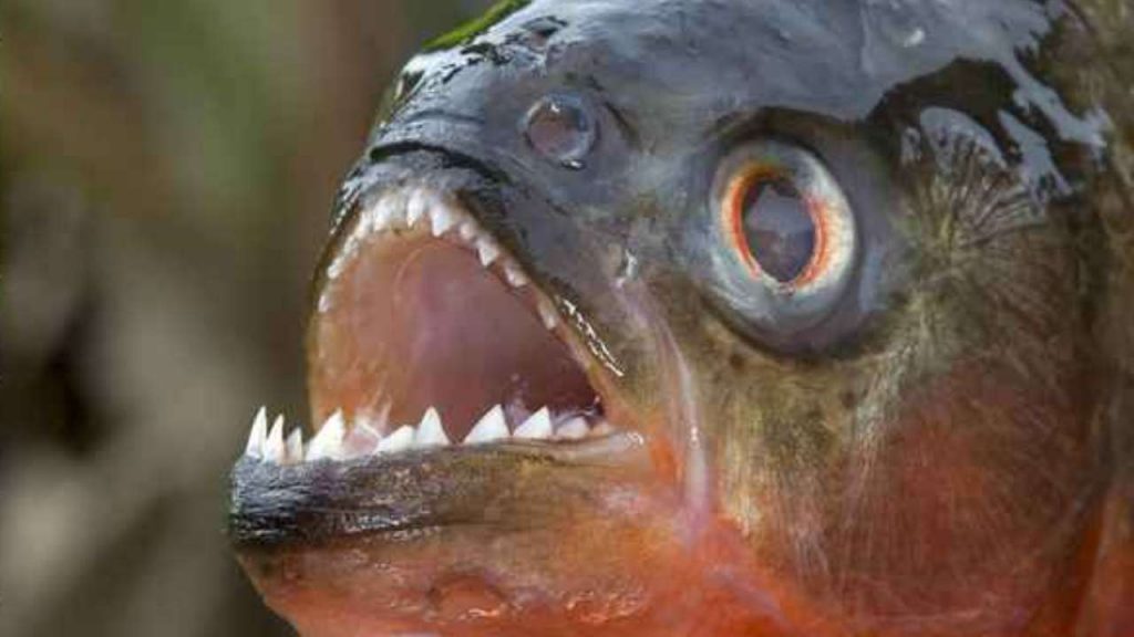 piranha