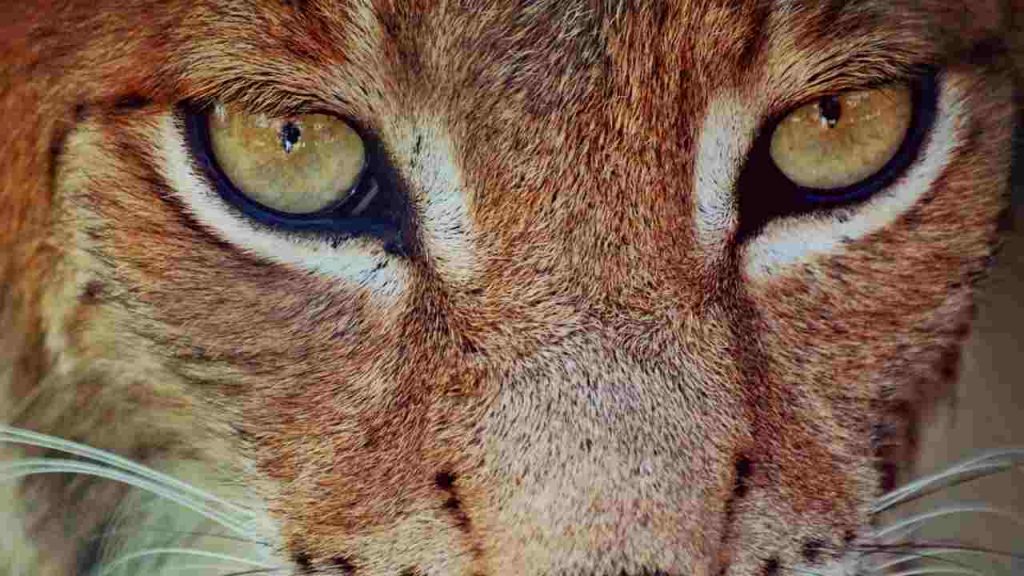 lince